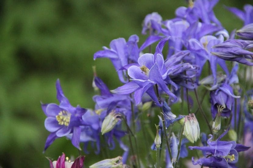 Las flores de la Aquilegia vulgaris son azules
