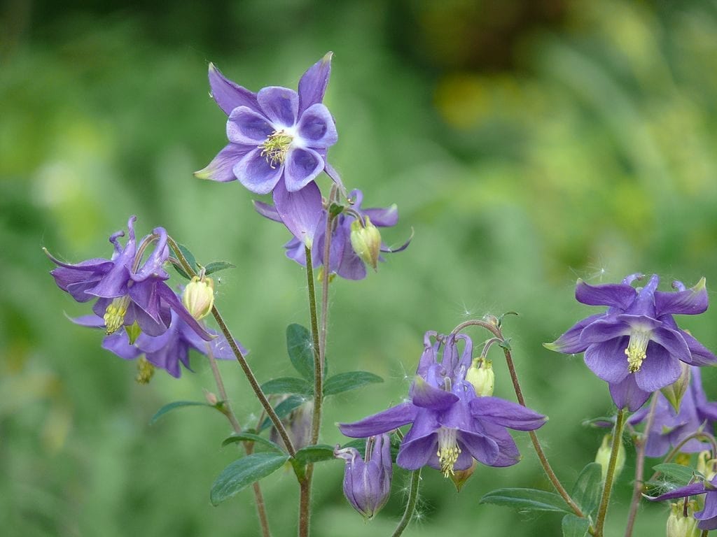 Las flores de Aquilegia vulgaris son muy decorativas