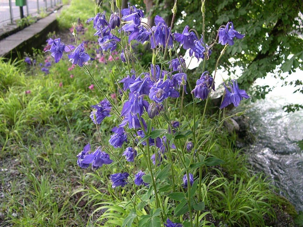 La planta de Aquilegia vulgaris es muy decorativa
