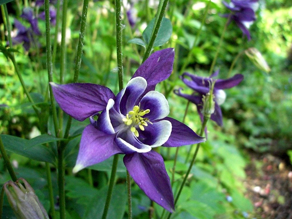 Aquilegia vulgaris: cuidados, siembra y multiplicación