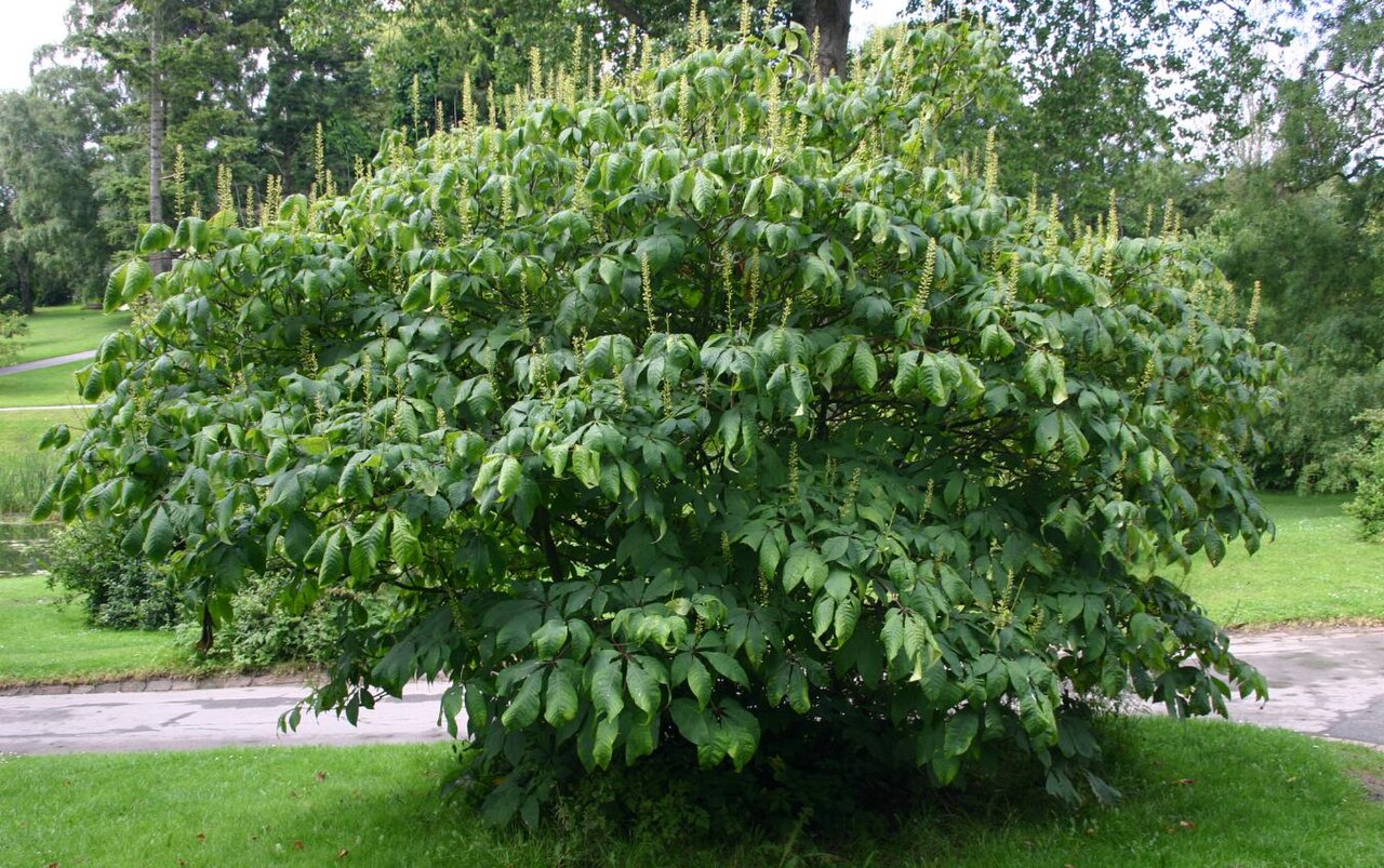 Arbustos de jardín      