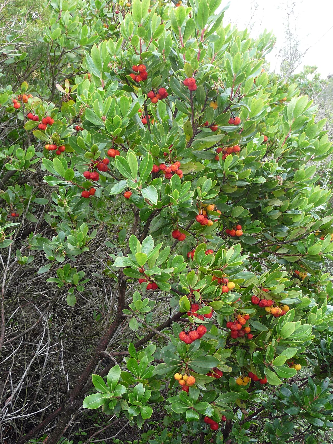Arbutus unedo:tipos, características, tamaño, variedades, colores…