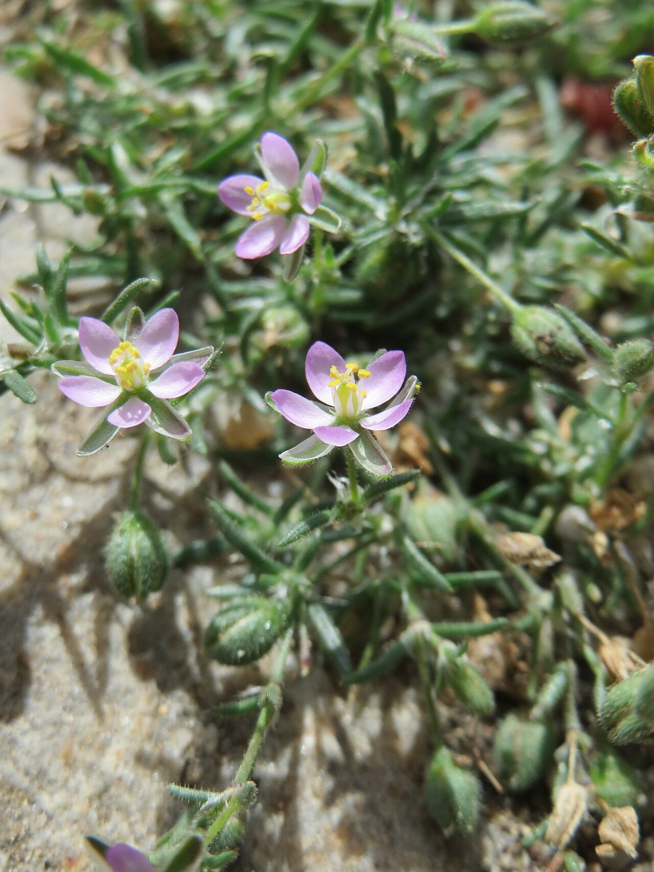 arenaria rubra