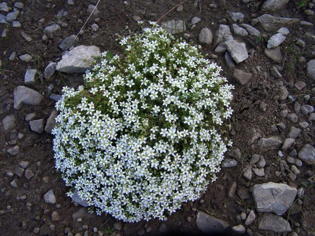Vista de la Arenaria ciliata