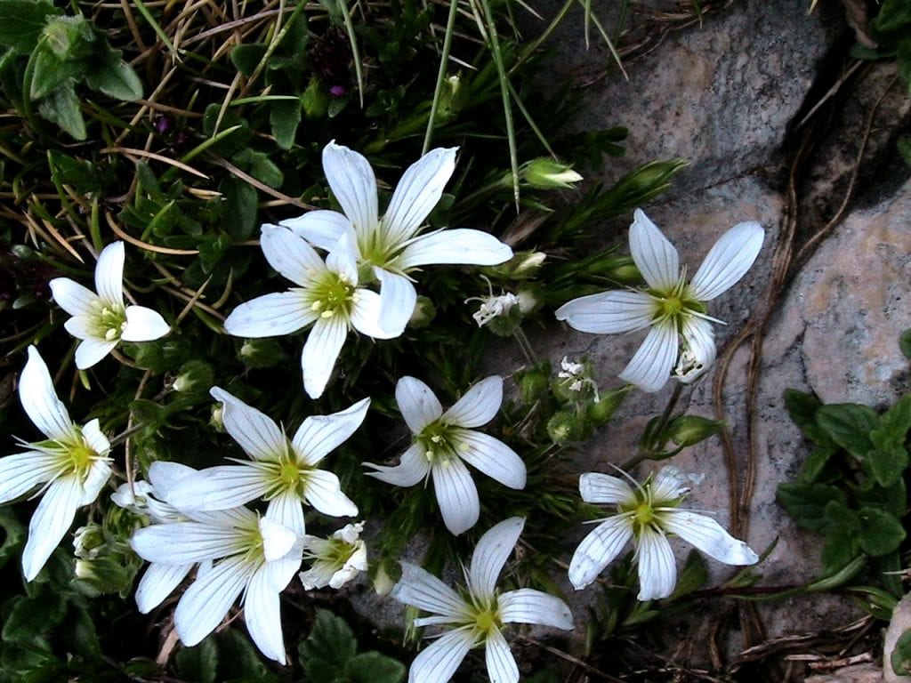 Vista de la Arenaria grandiflora