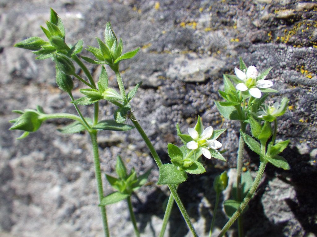 Vista de la Arenaria serpyllifolia