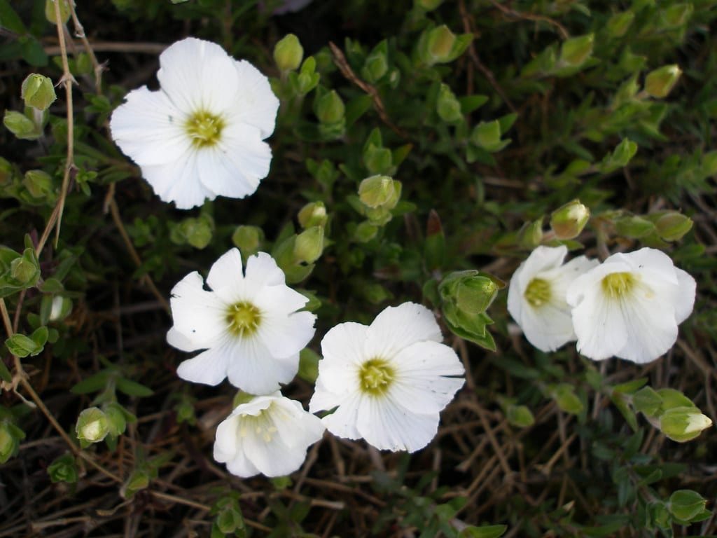 Arenaria: especies, cultivo y cuidados de esta tapizante