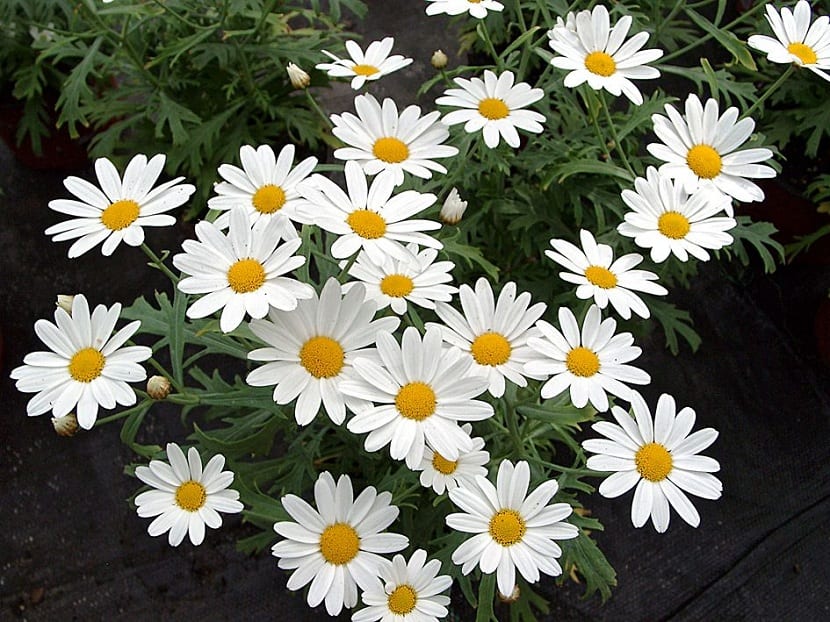 Argyranthemum frutescens