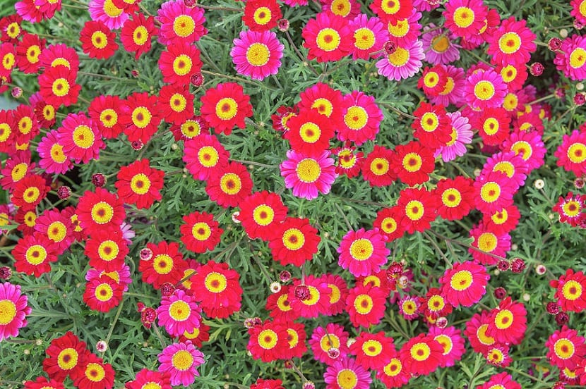 variedades de Argyranthemum frutescens