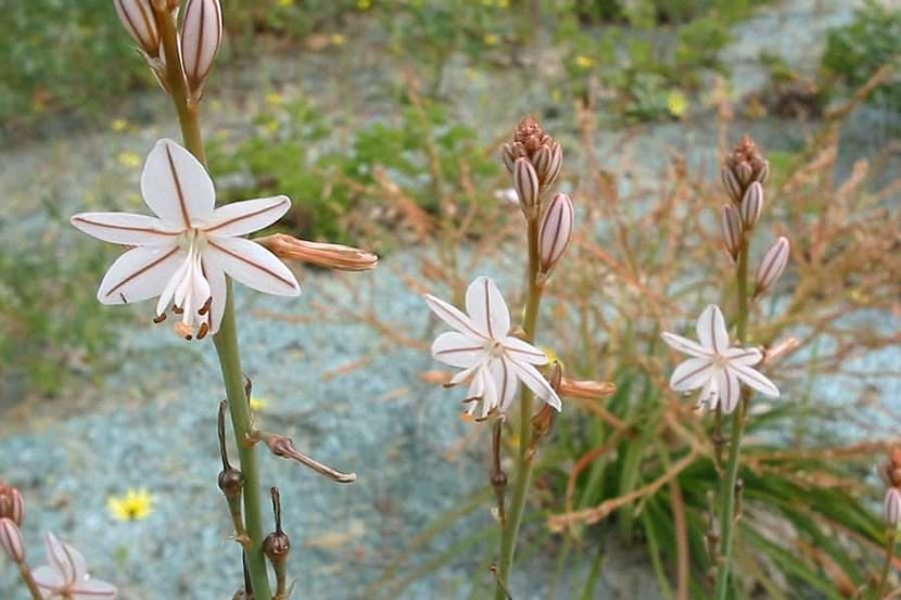 Asphodelus fistulosus caracteristicas