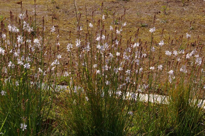 Asphodelus fistulosus en caminos y carreteras