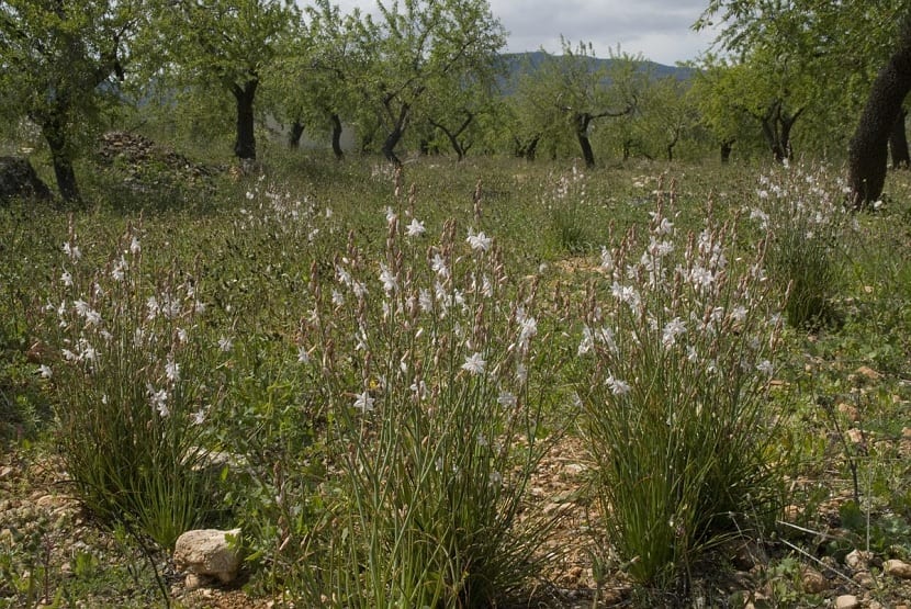 Asphodelus fistulosus en su habitat natural