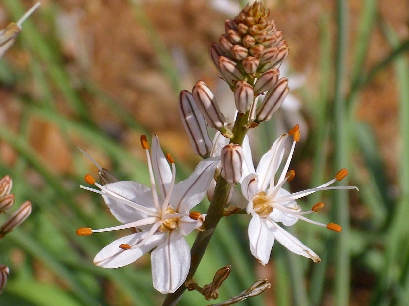 Flores del Asphodelus fistulosus