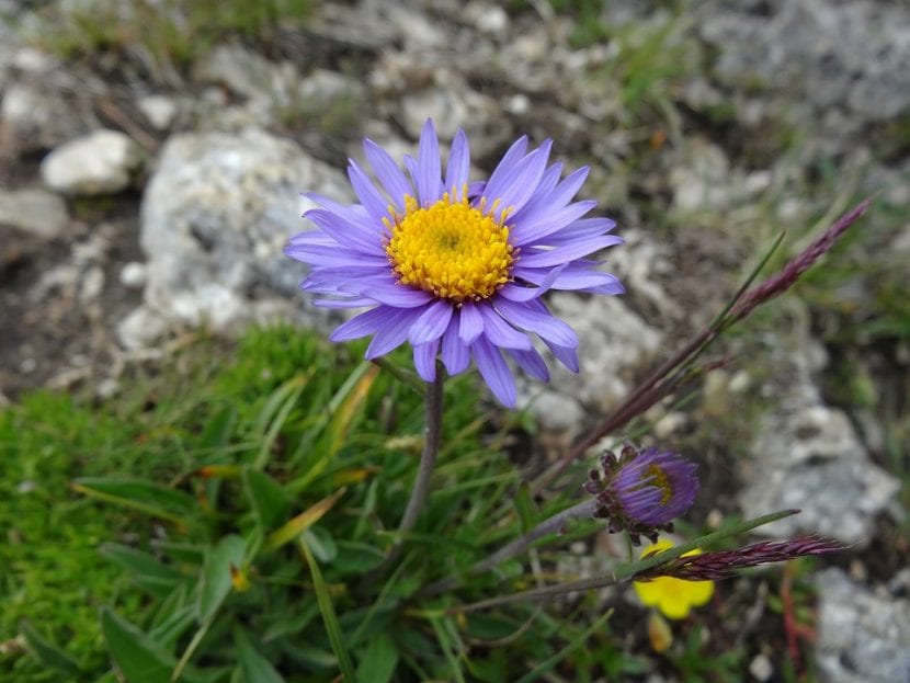 Vista del Aster alpinus