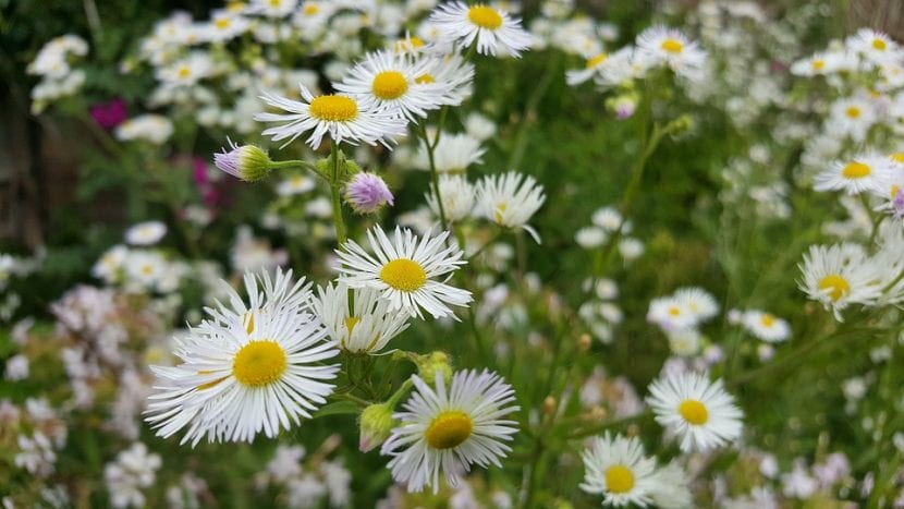 Las flores del Aster pueden púrpuras o blancas