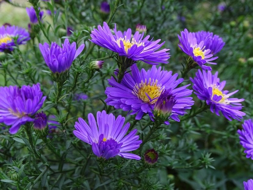 Los Aster son hierbas muy decorativas