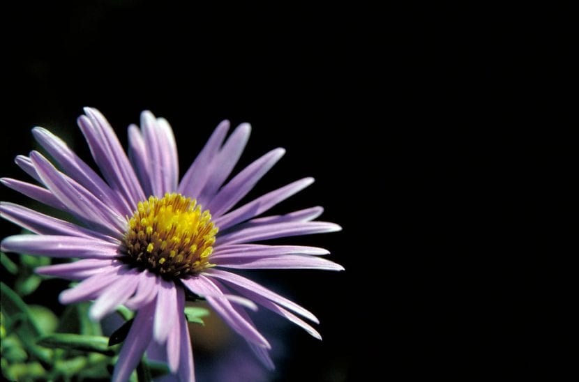 Los Aster quedan genial en cualquier rincón