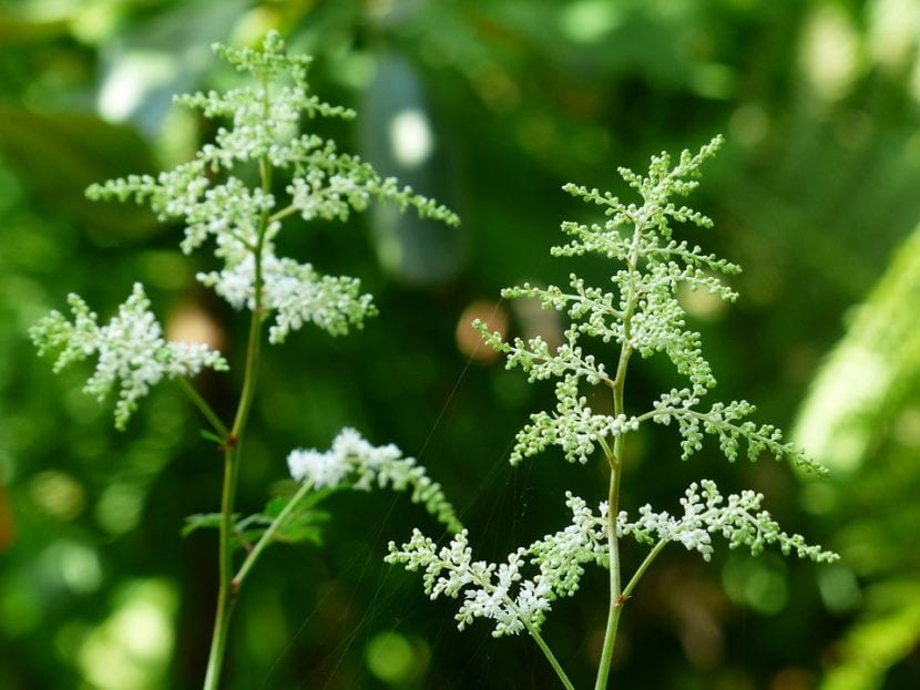 El Astilbe es una planta fácil de cuidar
