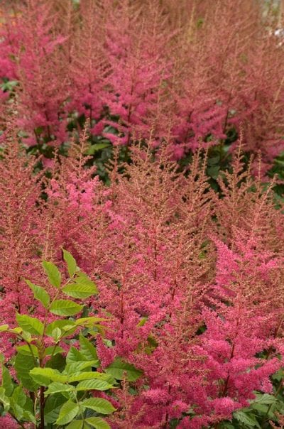 El Astilbe florece cada año