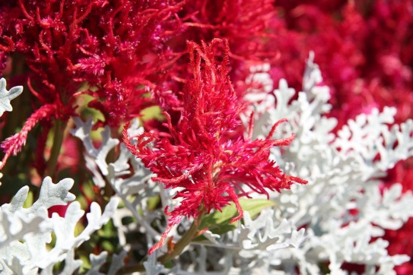 Las flores de Astilbe pueden ser de varios colores