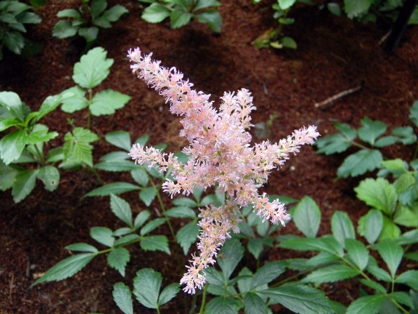 La planta de Astilbe es una planta muy decorativa