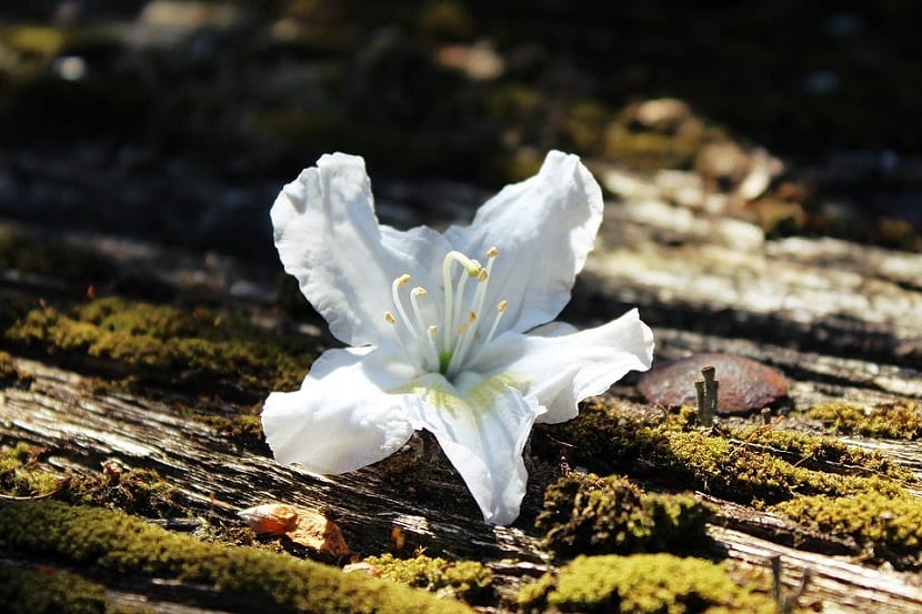 Planta azalea con flores blancas