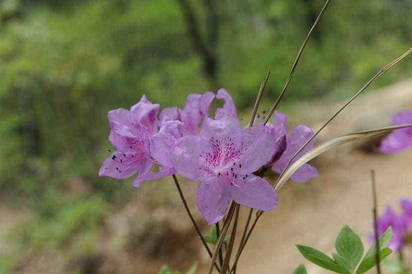 diferente tipos de azaleas