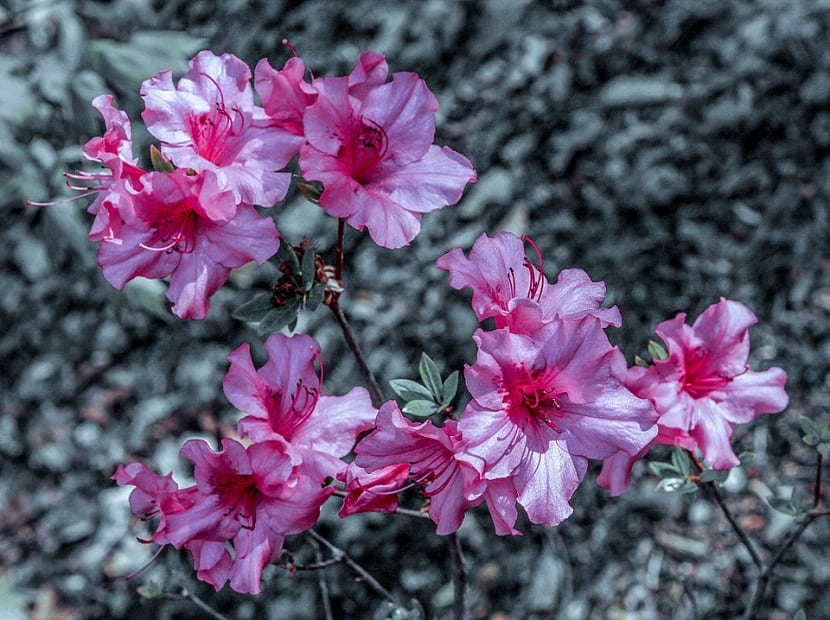 cuidado de la planta de la azalea