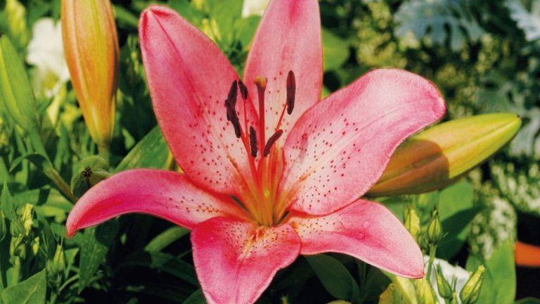 Hibrido de Lilium de flor rosa moteada