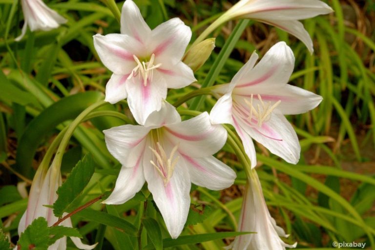 Bulbosa de flores blancas con raya rosa, confundida con azucena