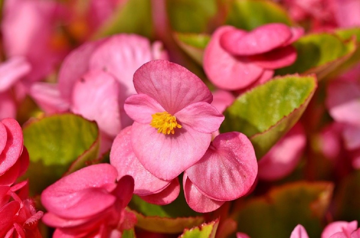 Begonia corallina con petalos de color rosado