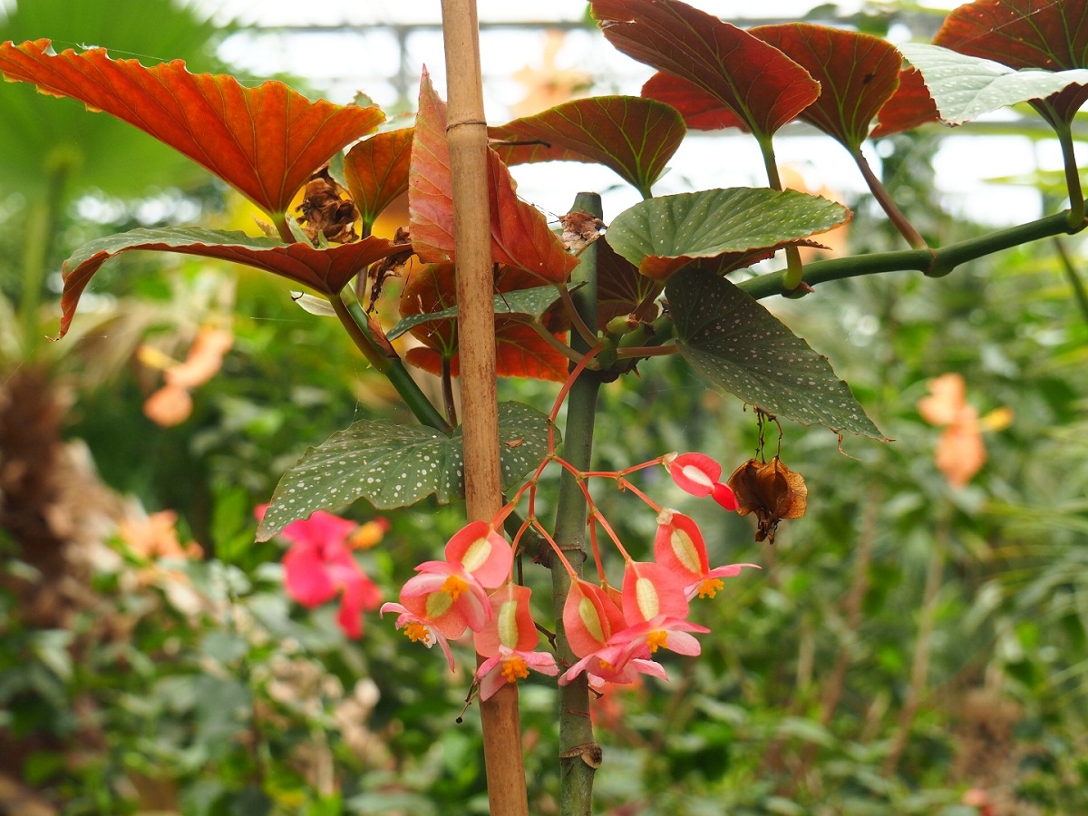imagen de cerca de la planta llamada Begonia corallina