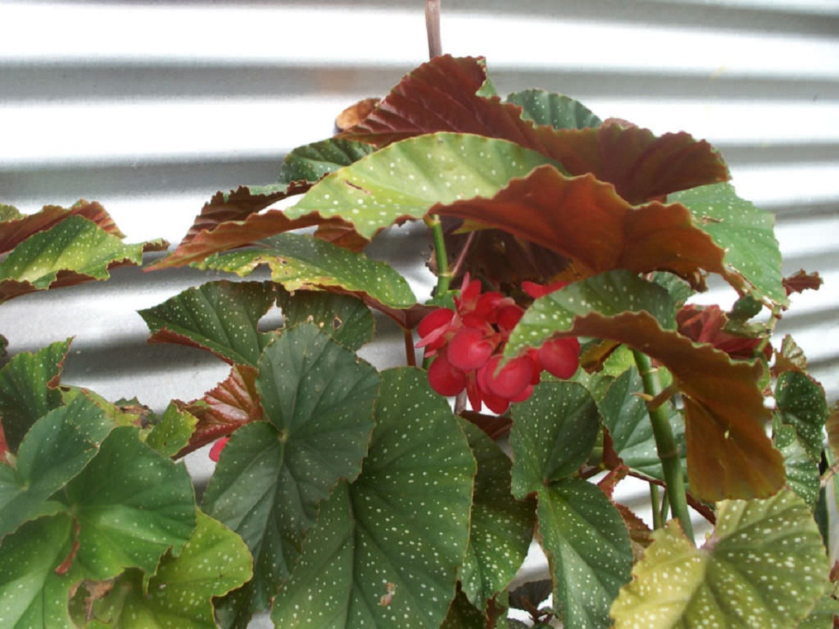 planta en maceta llamada Begonia corallina