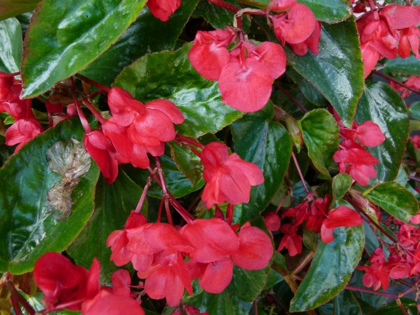 Begonia Dragon, de flores rojas