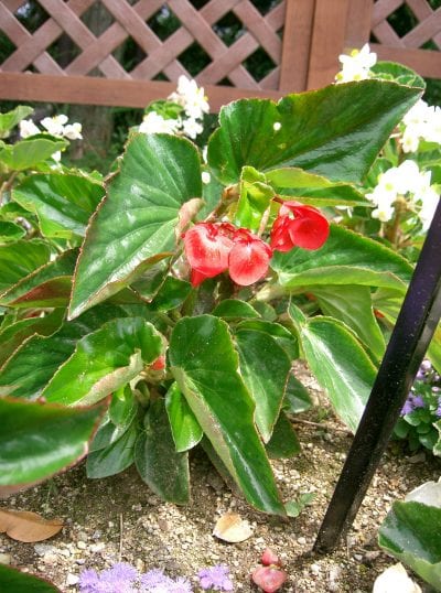 Begonia Dragon, de flor roja
