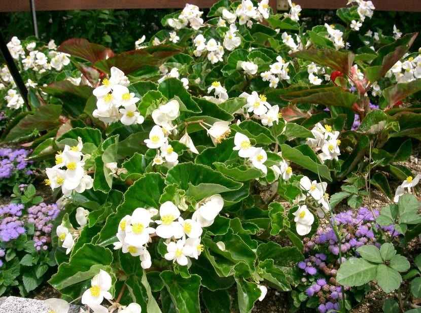 Begonia Dragon Wing, de flores blancas