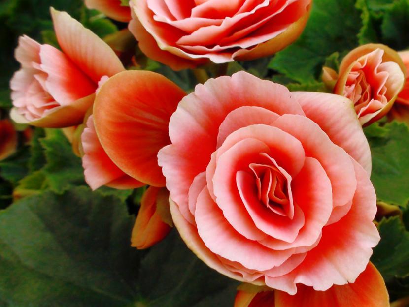 Begonia