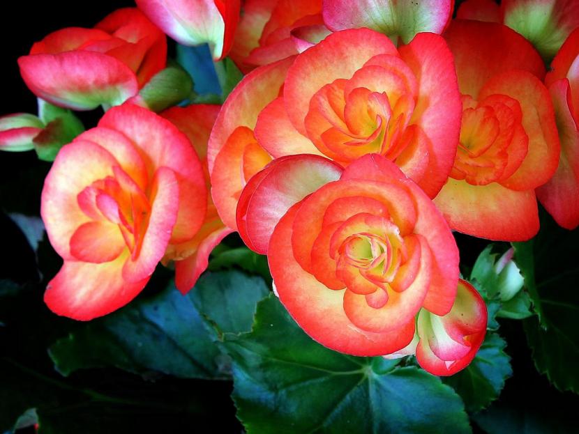 Begonia elatior