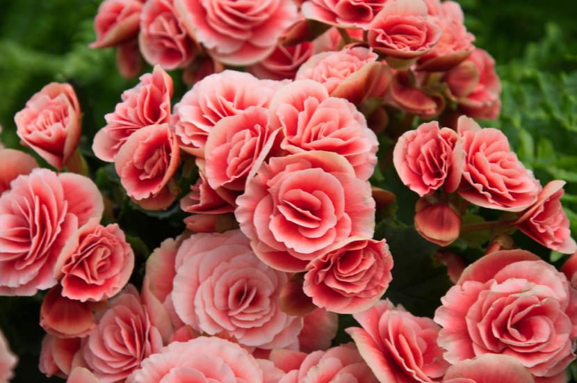 Begonia elatior