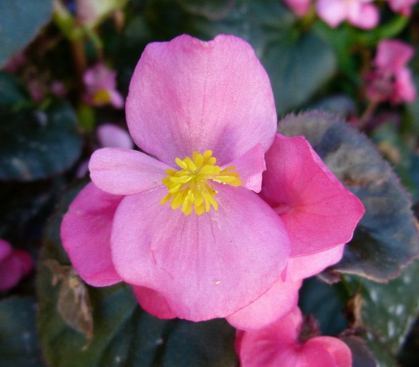 La flor de la Begonia semperflorens puede ser rosa