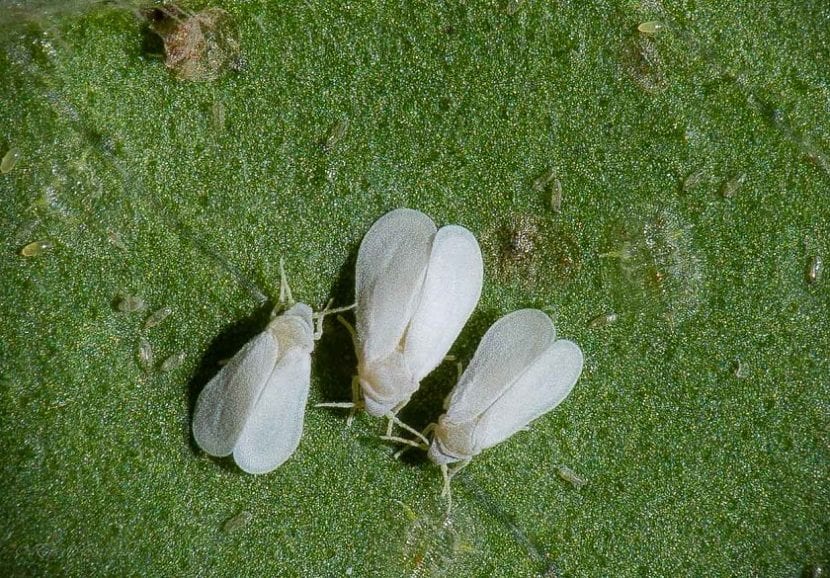 Mosca blanca