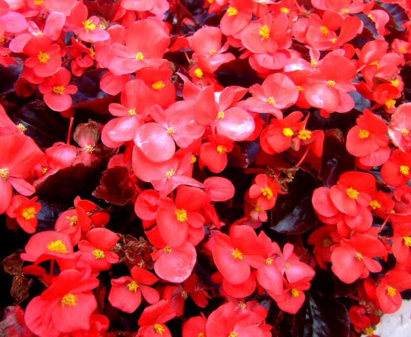 La Begonia semperflorens es una planta fácil de cuidar