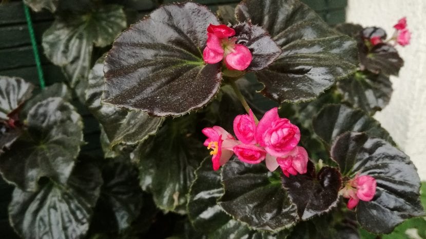Vista de la Begonia semperflorens