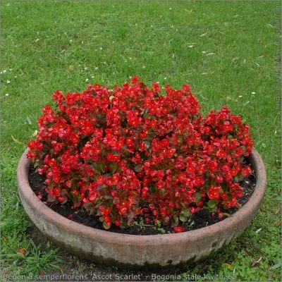 La Begonia semperflorens es una planta muy bonita