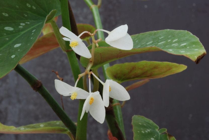 Vista de la flor de Begonia maculata 'Raddi'