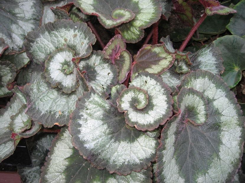 Ejemplar de Begonia rex 'Escargot'