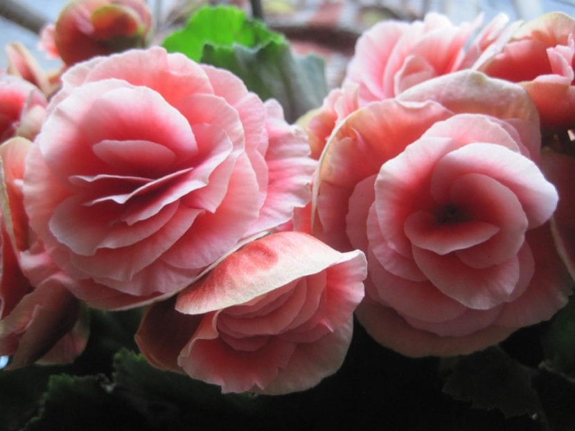 Las flores de algunas begonias son espectaculares