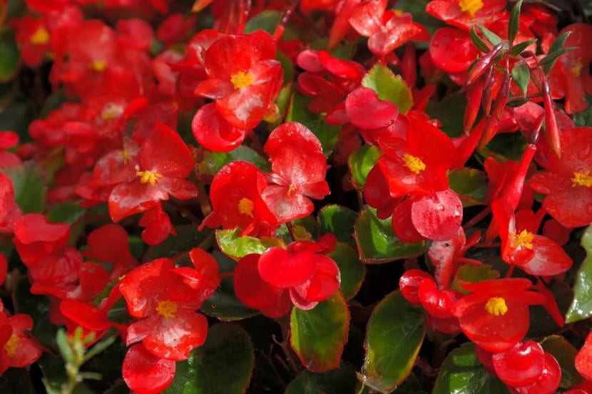 Ejemplares de Begonia semperflores