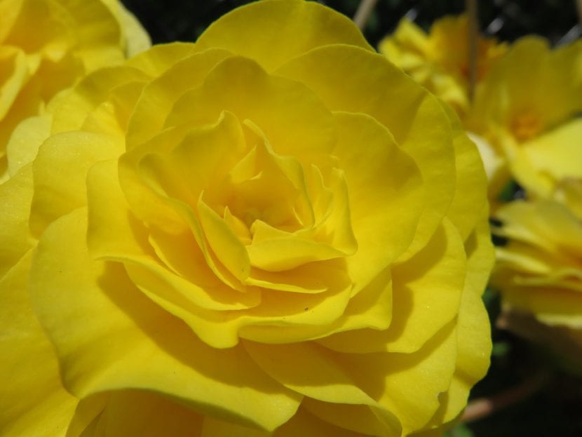 Vista de la flor de Begonia tuberosa