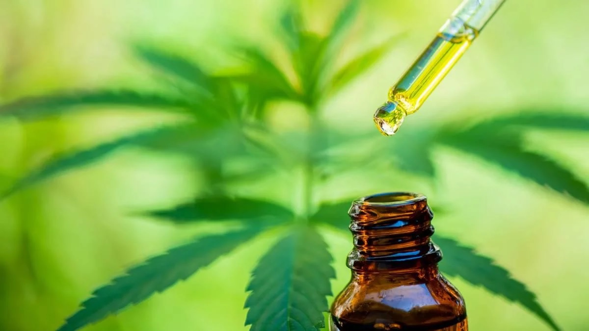 Planta de cannabis, origen del cannabidiol